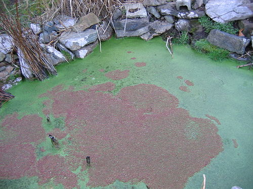 Azolla caroliniana